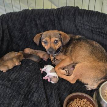 Aurora -  Mixed Breed Dog for Adoption in Jupiter, Florida - Aurora | PetCurious
