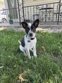 Sundae -  Cattle Dog Dog for Adoption in Denver, Colorado - Sundae | PetCurious