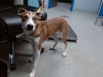 SKY -  Labrador Retriever and Mixed Breed Dog for Adoption in Albuquerque, New Mexico - SKY | PetCurious