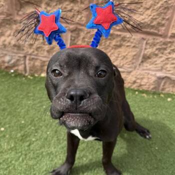 Pit Bull Terrier Dogs Available for Adoption in Las Vegas, Nevada - Oogie Boogie | PetCurious