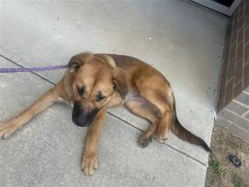 Rescue German Shepherd Dog and Mixed Breed Dogs for Adoption in Houston, Texas - A644140 | PetCurious