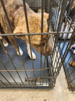 Tessa -  Mixed Breed Dog for Adoption in Mobile, Alabama - Tessa | PetCurious