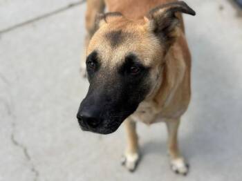 SPUD -  Anatolian Shepherd and Mixed Breed Dog for Adoption in Tulsa, Oklahoma - SPUD | PetCurious