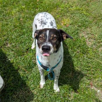 Oreo -  Mixed Breed Dog for Adoption - Oreo | PetCurious