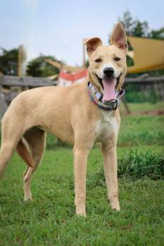 Ivy -  Mixed Breed Dog for Adoption in Columbia, Tennessee - Ivy | PetCurious