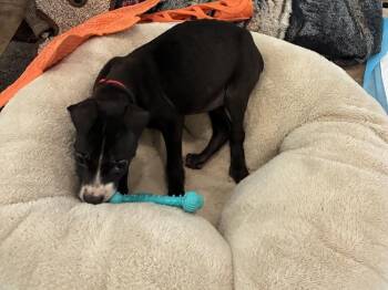 Marty -  Pit Bull Terrier Dog for Adoption in Pottstown, Pennsylvania - Marty | PetCurious