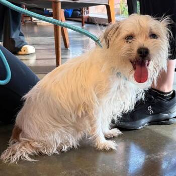 Nova -  Maltese and Mixed Breed Dog for Adoption in Wilmington, Delaware - Nova | PetCurious