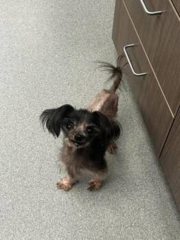 Rumi -  Shih Tzu and Yorkshire Terrier Dog for Adoption in College Station, Texas - Rumi | PetCurious
