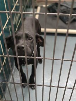Mixed Breed Dogs Available for Adoption in Fort Collins, Colorado - Jay | PetCurious