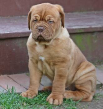 Dogue De Bordeaux Dogs Available for Sale in Attleboro, Massachusetts - Silver | PetCurious