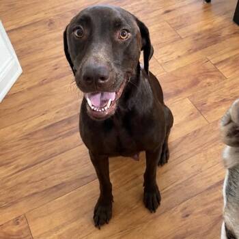 Lucy Chen -  Doberman Pinscher Dog for Adoption in Houston, Texas - Lucy Chen | PetCurious