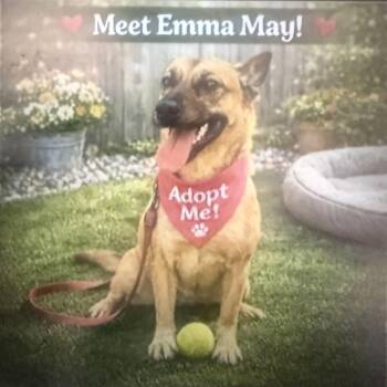 Emma May -  Australian Shepherd and Mixed Breed Dog Available for Adoption in Houston, Texas - Emma May | PetCurious
