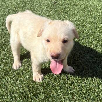 Rowan -  Golden Retriever and Labrador Retriever Dog for Adoption - Rowan | PetCurious