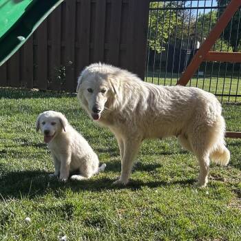 Great Pyrenees and Mixed Breed Dogs Available for Adoption in Wichita, Kansas - Queen Victoria | PetCurious