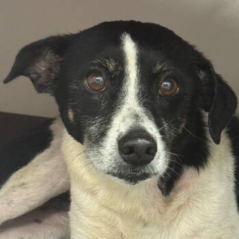 Kiri -  Rat Terrier Dog for Adoption in Auburn, Nebraska - Kiri | PetCurious