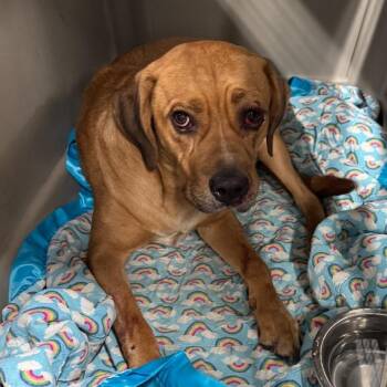 Rescue Mixed Breed Dogs for Adoption in Jeffersonville, Indiana - Bridges | PetCurious