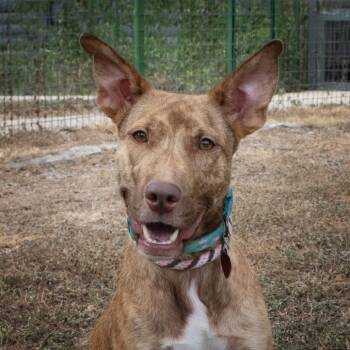 Rescue Dutch Shepherd Dogs for Adoption in Wimberley, Texas - Opal | PetCurious