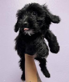 61771104 -  Terrier and Mixed Breed Dog for Adoption in El Paso, Texas - 61771104 | PetCurious