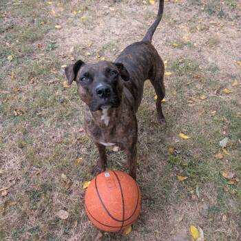 Rescue Boxer and Mixed Breed Dogs for Adoption in Springfield, Illinois - Nala | PetCurious