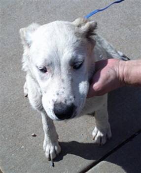 A475447 -  Anatolian Shepherd Dog Available for Adoption in Oklahoma City, Oklahoma - A475447 | PetCurious