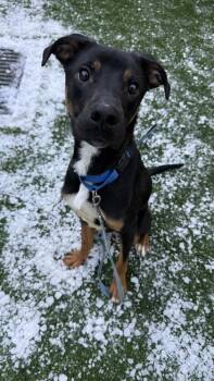 Plott Hound and Mixed Breed Dogs Available for Adoption - Georgie | PetCurious