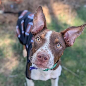 Gumbo -  Labrador Retriever Dog for Adoption in Helena, Alabama - Gumbo | PetCurious