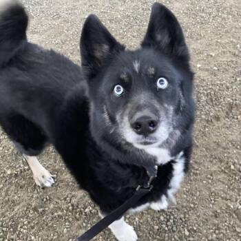 Mixed Breed Dogs Available for Adoption in Ballston Spa, New York - Gibbs | PetCurious