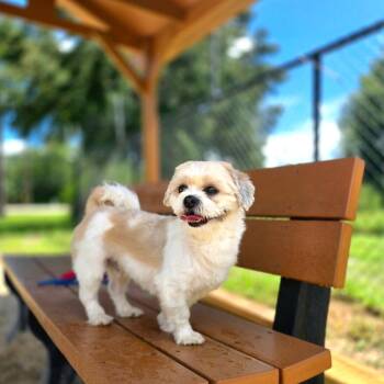 Simba -  Shih Tzu Dog for Adoption in Port Charlotte, Florida - Simba | PetCurious