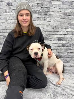 American Bulldog and Mixed Breed Dogs Available for Adoption in Muskegon, Michigan - Bubbles | PetCurious