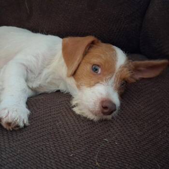 Jack -  Chihuahua and Poodle Dog for Adoption in Dayton, Ohio - Jack | PetCurious