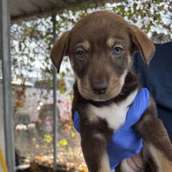 Terrier Dogs Available for Adoption - Sangria | PetCurious