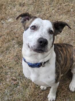 Rescue Pit Bull Terrier Dogs for Adoption in Park Rapids, Minnesota - Spike | PetCurious