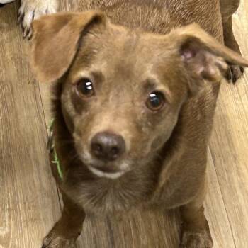 Cash -  Chihuahua Dog for Adoption in Rockville, Maryland - Cash | PetCurious
