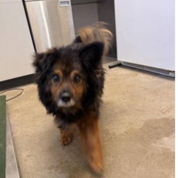 Mandy -  Cocker Spaniel and Mixed Breed Dog for Adoption in Avon, Ohio - Mandy | PetCurious