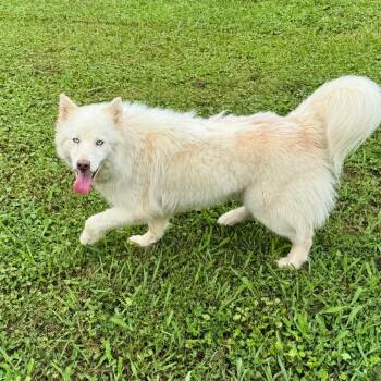 Talia -  Husky and Mixed Breed Dog for Adoption in Brownsboro, Alabama - Talia | PetCurious