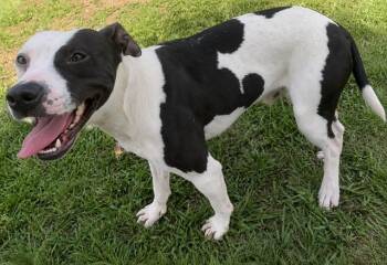 PERCY -  Pit Bull Terrier Dog for Adoption in Grovetown, Georgia - PERCY | PetCurious