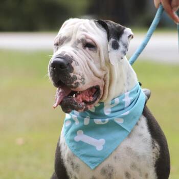 Superstar -  Bulldog Dog for Adoption in Columbia, South Carolina - Superstar | PetCurious