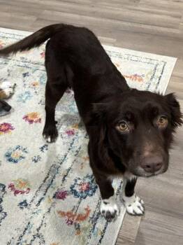 Brownie #11 -  Australian Shepherd Dog for Adoption in Denver, Colorado - Brownie #11 | PetCurious