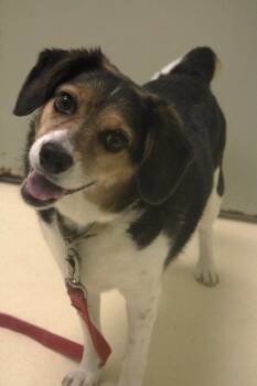 Maggie Mae -  Beagle Dog for Adoption in Kalamazoo, Michigan - Maggie Mae | PetCurious
