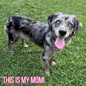 Nike -  Australian Shepherd and Mixed Breed Dog for Adoption in Fredericksburg, Virginia - Nike | PetCurious