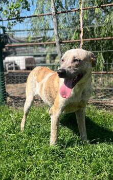 Rescue Cattle Dog Dogs for Adoption in Fort Worth, Texas - Poppins | PetCurious