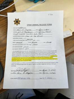 Shepherd Dogs Available for Adoption - Flora | PetCurious