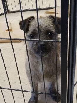 Pug and Terrier Dogs Available for Adoption in San Diego, California - Gabyz | PetCurious