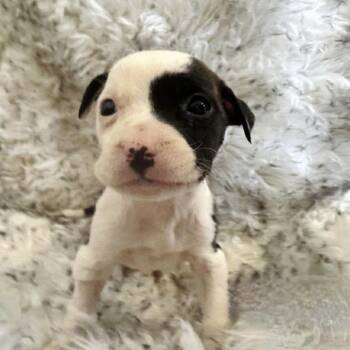 Mixed Breed Dogs Available for Adoption - Sprinkle Spangles | PetCurious