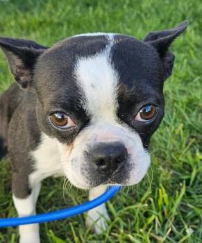 Boston Terrier Dogs Available for Adoption in Plainfield, Illinois - Sally  | PetCurious