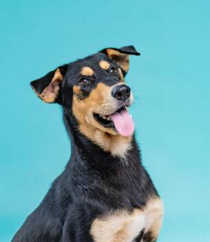Luna -  Australian Kelpie Dog for Adoption in Harlingen, Texas - Luna | PetCurious
