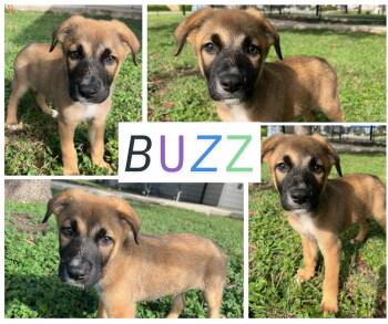 Rescue Terrier Dogs for Adoption in Universal City, Texas - Buzz | PetCurious