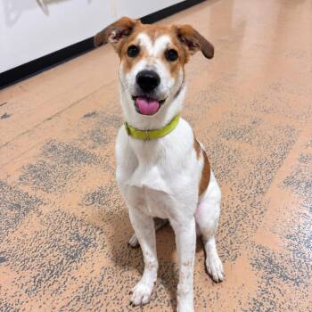 Willie -  Shepherd Dog for Adoption in Pembroke, Massachusetts - Willie | PetCurious