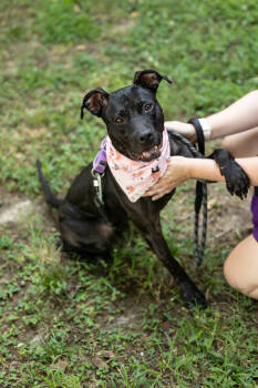 Rescue American Staffordshire Terrier Dogs for Adoption in Raleigh, North Carolina - Inky | PetCurious