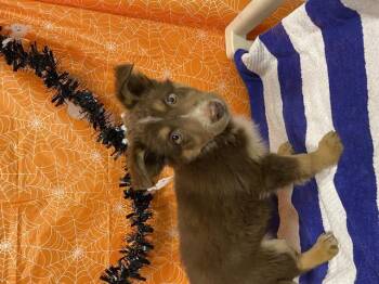 Rescue Border Collie and Mixed Breed Dogs for Adoption in Modesto, California - A604282 | PetCurious